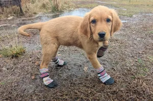 All Weather Neoprene Paw Protector Dog Boots with Reflective Straps in 5 Sizes! (Multicolor Small)