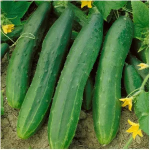Everwilde Farms - 1 Lb Straight Eight Cucumber Seeds - Gold Vault