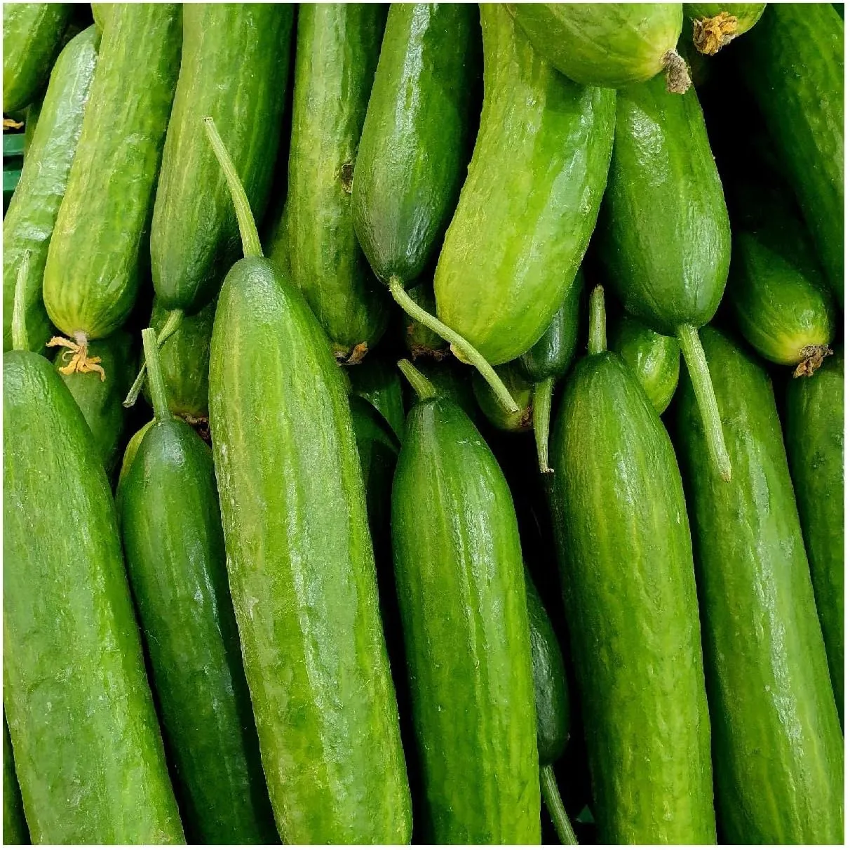 Everwilde Farms - 1 Lb Straight Eight Cucumber Seeds - Gold Vault