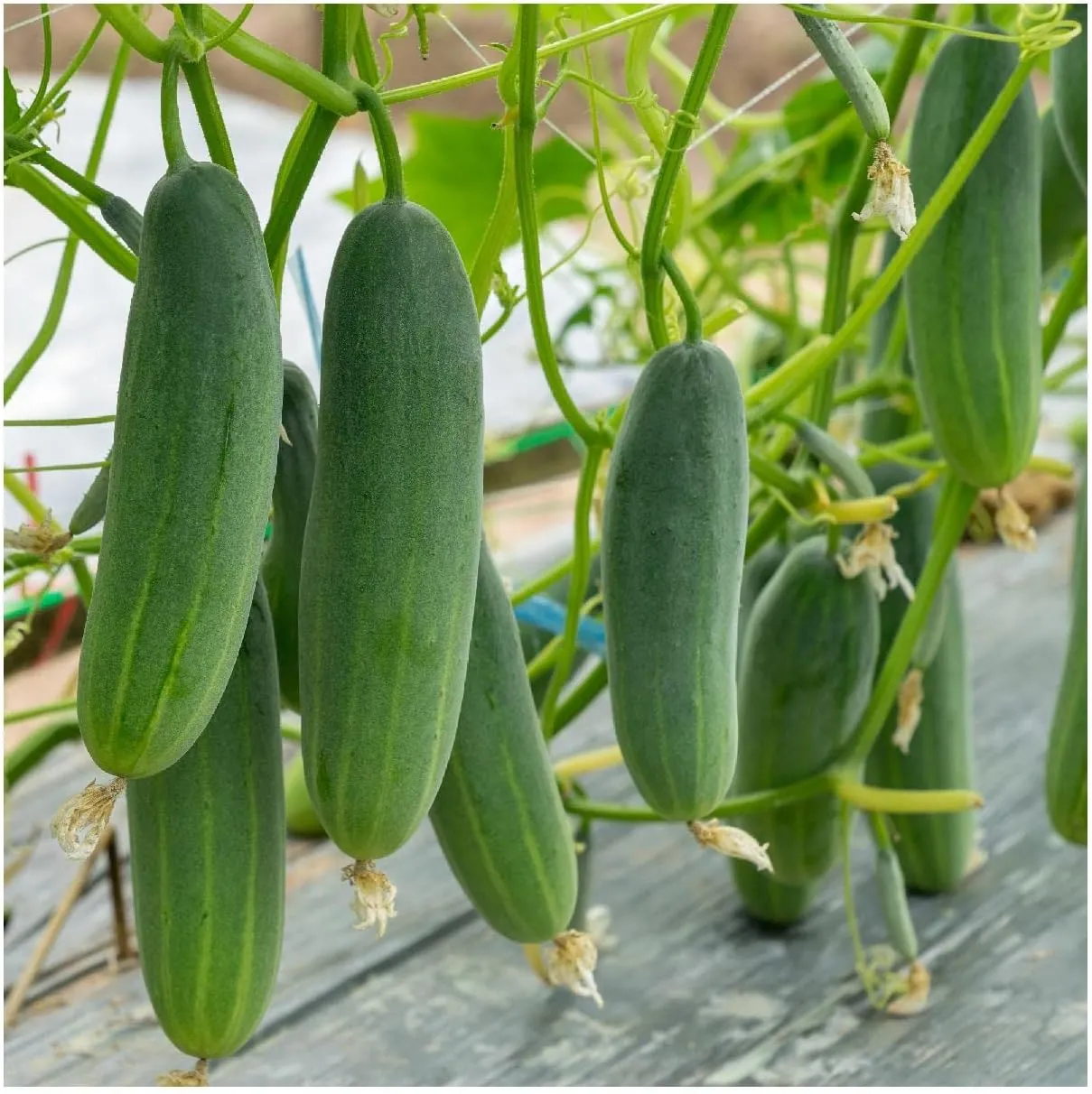 Everwilde Farms - 1/4 Lb Organic Marketmore Slicing Cucumber Seeds - Gold Vault