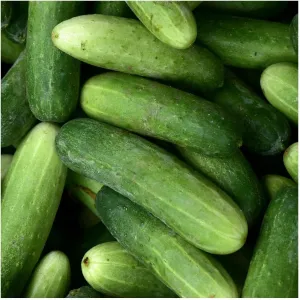 Everwilde Farms - 1/4 Lb Organic Marketmore Slicing Cucumber Seeds - Gold Vault