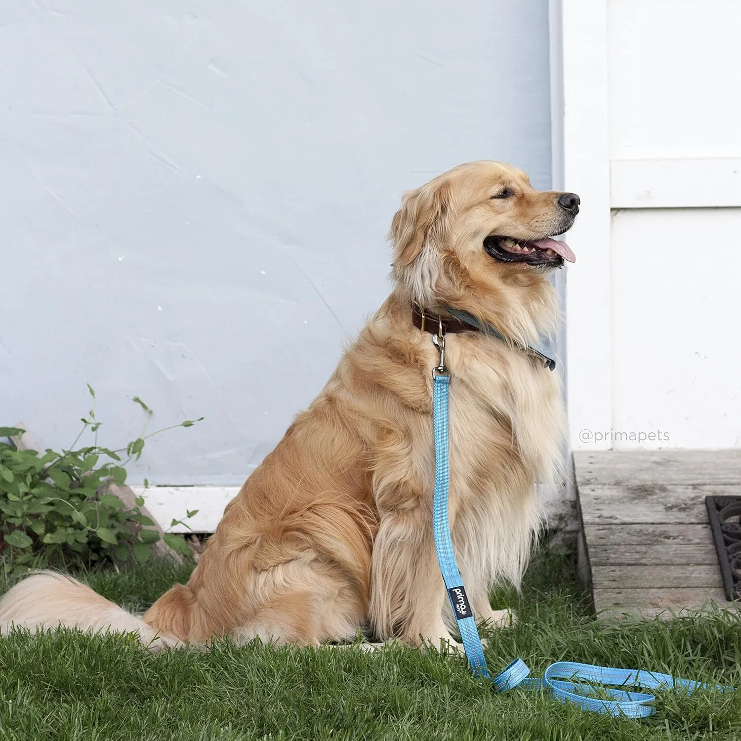 Reflective 6 Feet Nylon Dog Leash with Padded Double Handles, 1" Width, Aqua